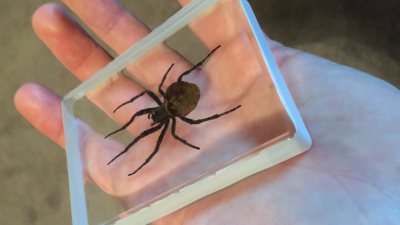 Ominous Deck, Spider by Diamond Jim Tyler - Image 2