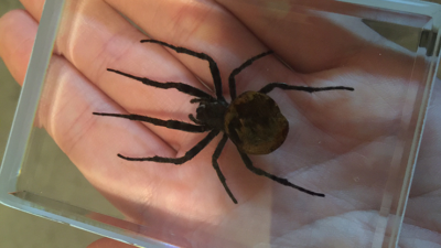 Ominous Deck, Spider by Diamond Jim Tyler - Image 3